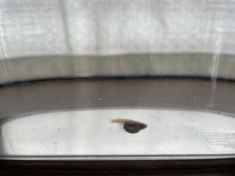 【メダカの病気】お腹がパンパン!過抱卵の原因と対策 mocharina*布あそび 【メダカの病気】お腹がパンパン!過抱卵の原因と対策 mocharina*布あそび