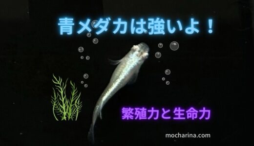 恐るべし！繁殖力も生命力の強い青メダカ