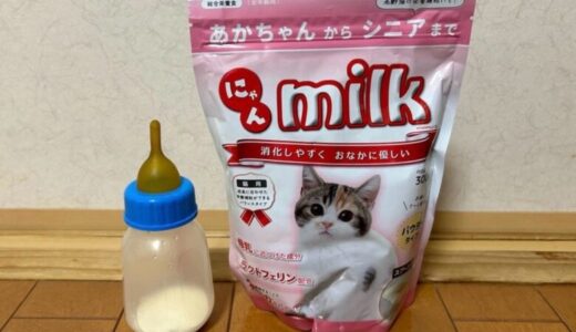 【保護猫】子猫のミルクはいつまでいるの？ミルクの量・やり方【ココネコ日記】