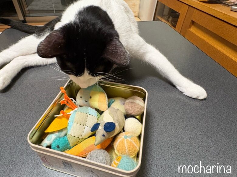 猫がぬいぐるみを眺める写真。缶の中の複数のおもちゃ