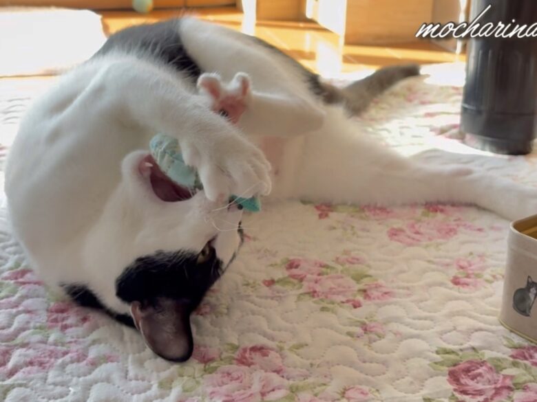 猫がぬいぐるみで遊ぶ写真。ガブリと噛みつく様子。
