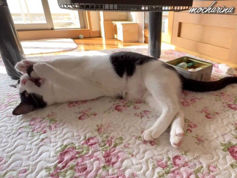 羊毛ボールで遊ぶ猫の写真。