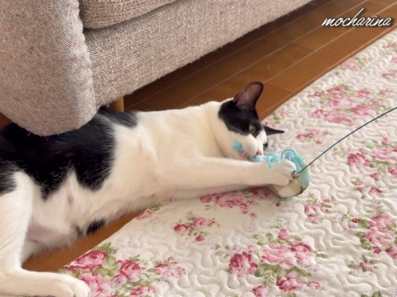 クラゲのぬいぐるみと遊ぶ猫の写真。猫じゃらしに付けたクラゲを猫がかむ様子。