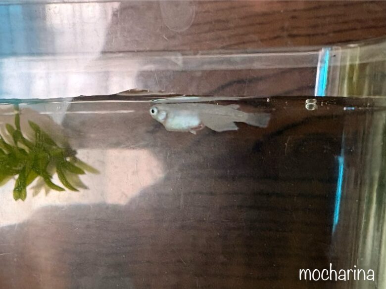 肛門辺りが充血したメダカの写真。。