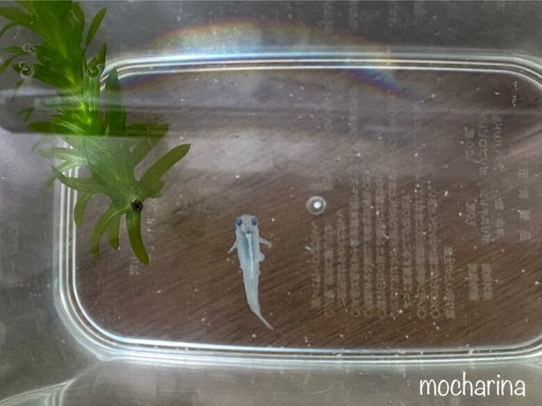 水疱症のメダカの写真。身体に白い水疱ができた様子。