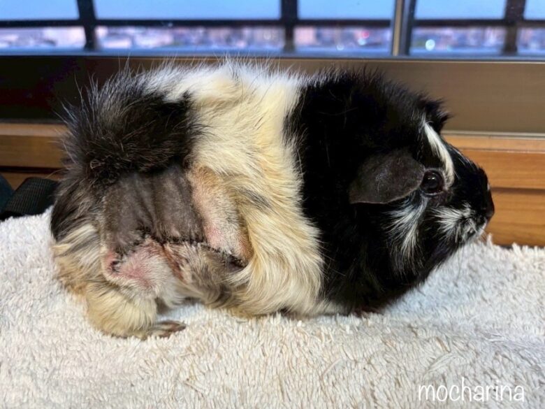 手術後のモルモットの写真。毛を剃った部分に手術で10cmほど縫った様子。