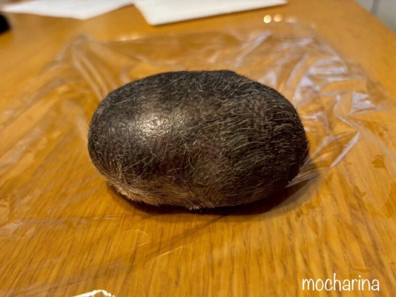 手術で切り取られたモルモットの脂肪腫（表側）。