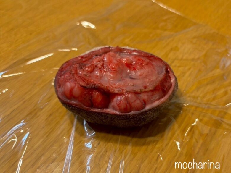 モルモットの脂肪腫（裏側）。