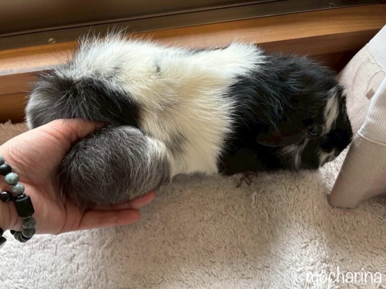 モルモットにできた脂肪腫を手で持っている写真。腰回りに巨大な脂肪腫が出来ている様子。