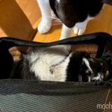 🐹モルモットの脂肪腫手術の記録｜症状・手術・費用・経過まで（ウニちゃん4歳）