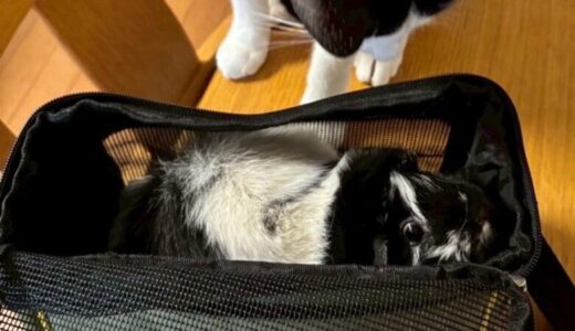 下のソーシャルリンクからフォロー