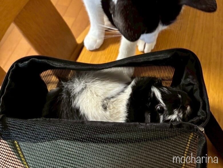 モルモットと猫の写真。キャリーバックの中のモルモットを眺める猫の様子。
