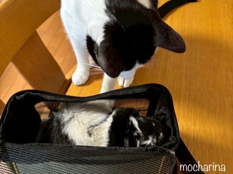キャリーバックに入ったモルモットを見つめる猫の写真。