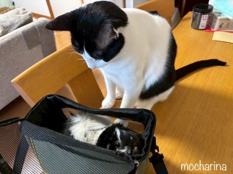キャリーバックに入ったモルモットを眺める猫の写真。
