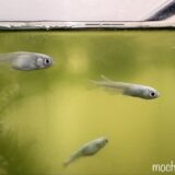 🌿3歳を迎えた青メダカたち｜老衰で旅立つメダカを見送りながら
