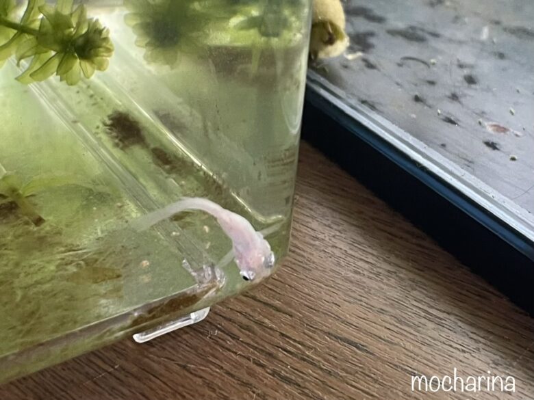 水槽にいる白いメダカの写真。