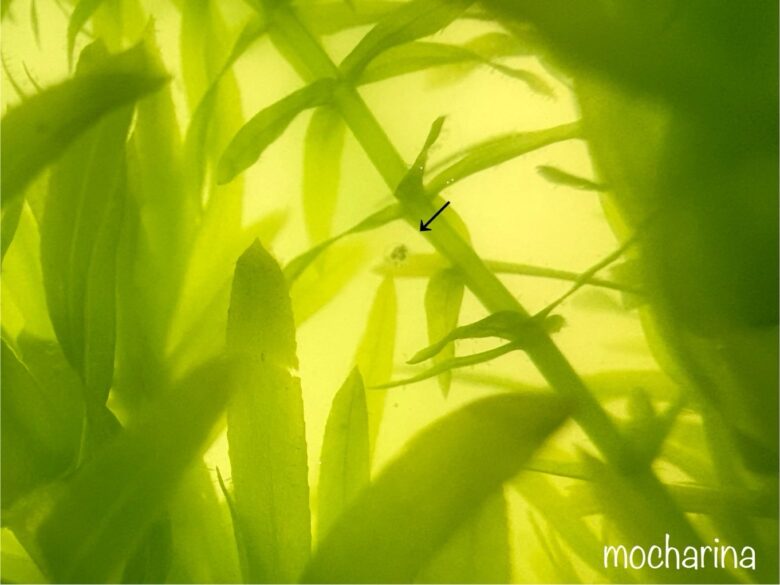 グリーンウォーターの中で水草にぶら下がるメダカの卵の写真。目や体ができた卵の様子。