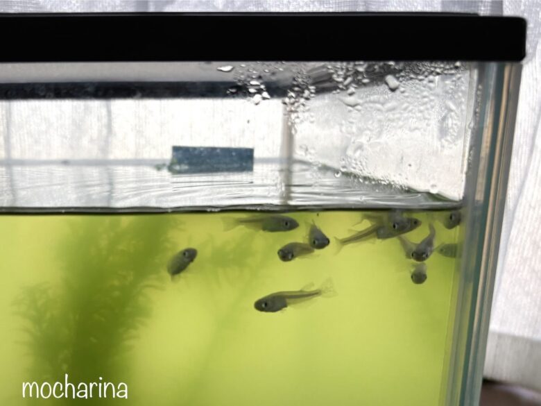 水槽の前側に集まるメダカの写真。