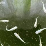 🐟3歳になった青メダカ14匹の記録｜朝ごはんを待つ姿が可愛い