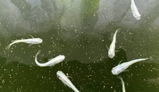 🐟3歳になった青メダカ14匹の記録｜朝ごはんを待つ姿が可愛い