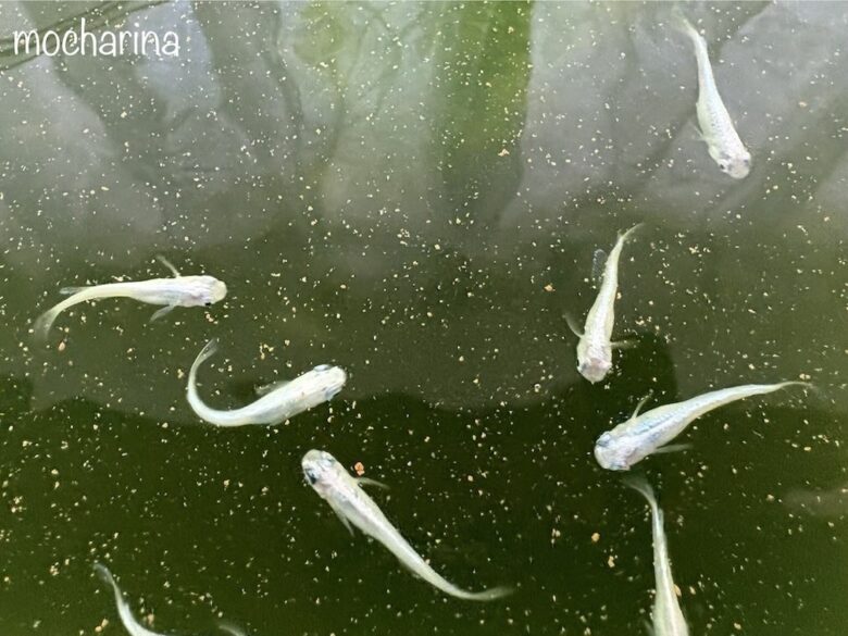 青メダカを上から撮影した写真。エサを食べている様子。