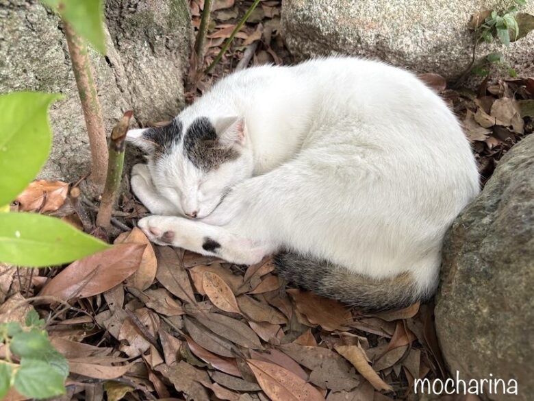 地域猫の写真。丸まって寝ている様子。