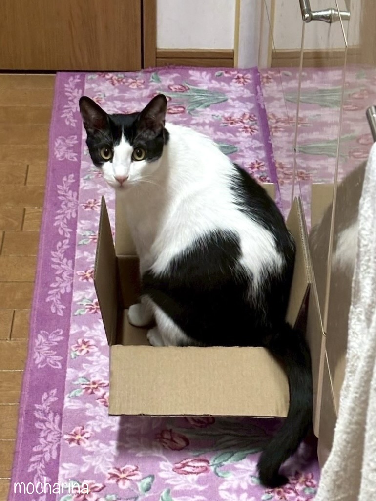 ダンボール箱の中に入った猫の写真。箱の中に座って、こっちを向いているココちゃん。