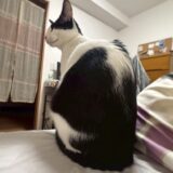 🐱ココちゃんに会いたい日のウォーキング｜地域猫と猫じゃらしに癒されて🌿