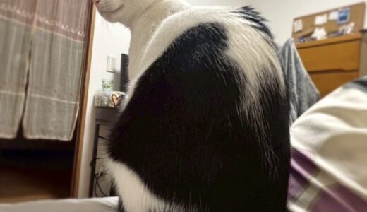🐱ココちゃんに会いたい日のウォーキング｜地域猫と猫じゃらしに癒されて🌿