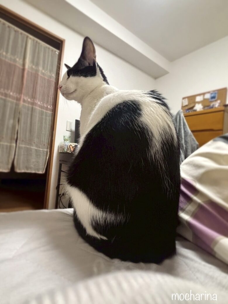 背中向きの猫の写真。ベットに座っている猫のココちゃん。